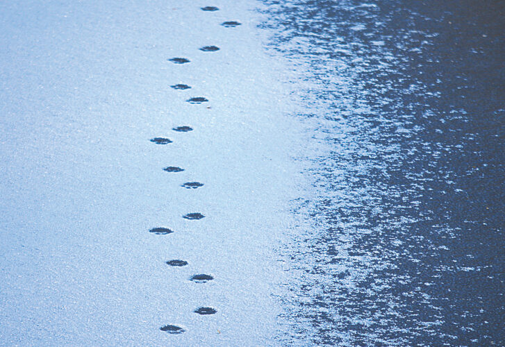 Frozen tracks